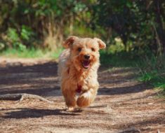 Dog Training Tips – Quick Start For Beginners
