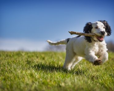 How Dog Training Works – Training With Love & Using A Scientific Approach