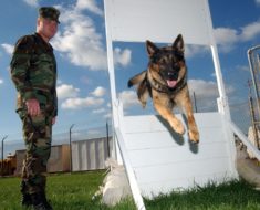 Schutzhund Dog Training
