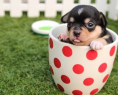 How to Crate Train a Dog – The Benefits of Crate Training Your Puppy