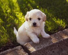 Got a new puppy? – When do you start obedience training your puppy dog?