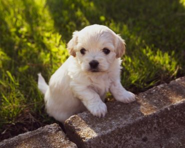 Got a new puppy? – When do you start obedience training your puppy dog?
